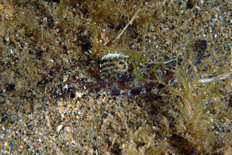 Il gobide insabbiato (Gobius geniporus)